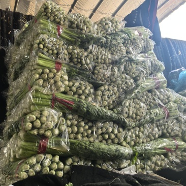 邯郸市暖棚芹菜香芹大量上市，一手货源，大量有货