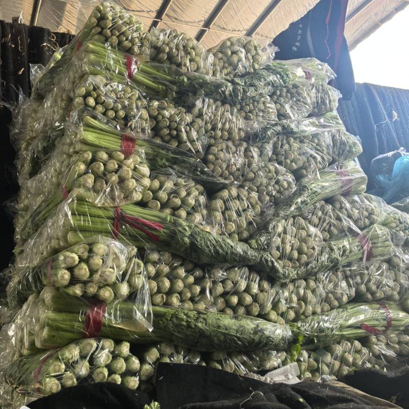 邯郸市暖棚芹菜香芹大量上市，一手货源，大量有货