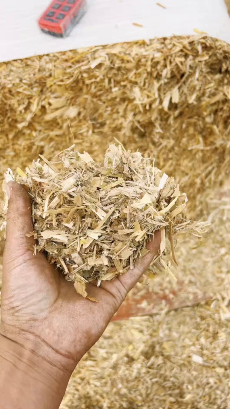 轧断玉米秸秆大白草，过滚筒，过风选