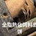 厂家直销量大从优高蛋白豆饼饲料豆饼