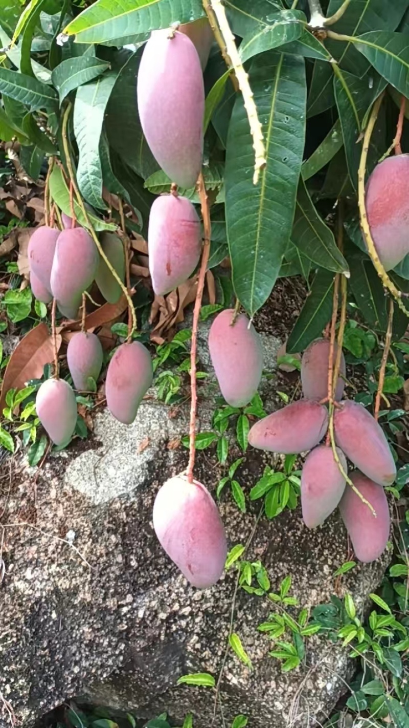 海南贵妃套袋与光果贵妃