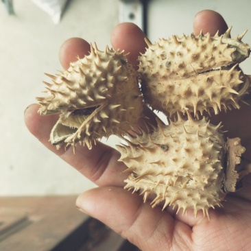 野生新鲜曼陀罗壳1公斤果实干果实毛曼陀罗果实正品净重曼陀罗壳