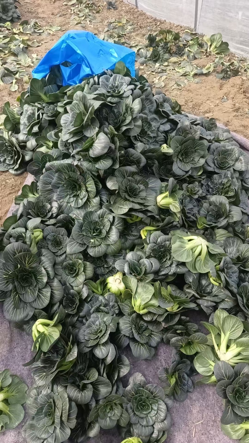 精品黑菜