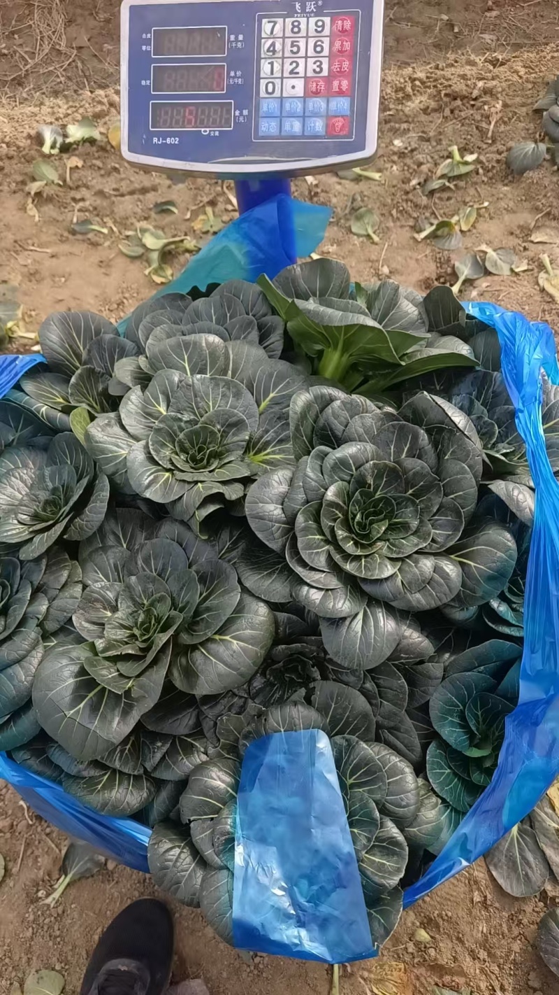 精品黑菜