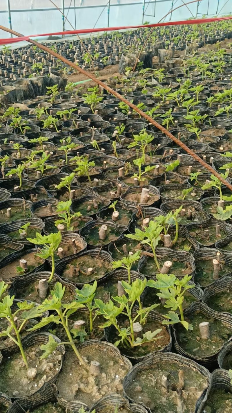 波姬红巴劳奈！无花果苗
