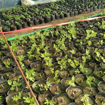 波姬红巴劳奈！无花果苗