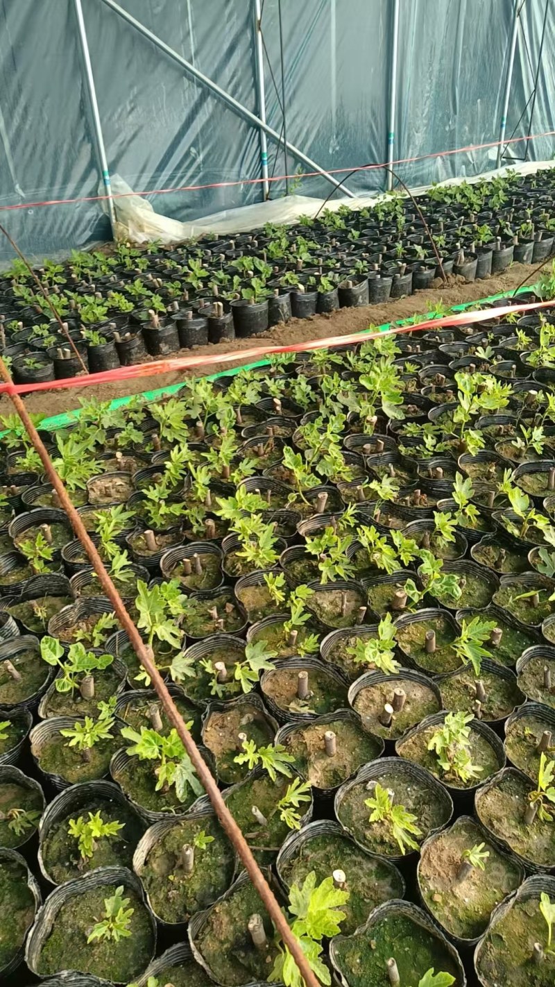波姬红巴劳奈！无花果苗