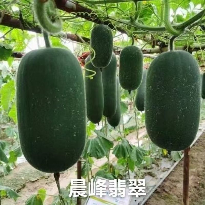 晨峰翡翠水果冬瓜种子黑皮小冬瓜种籽绿肉实心清爽脆甜迷你冬