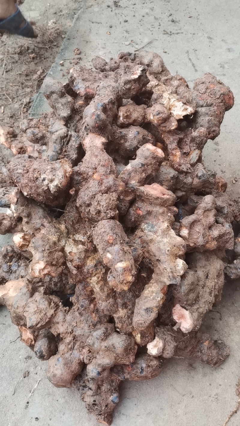 土茯苓粉广东本地土茯苓过滤纯粉大量批发零售