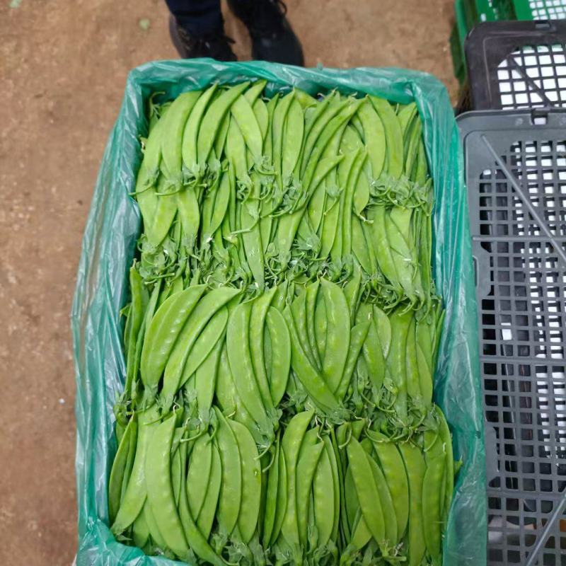 云南精品夹豆