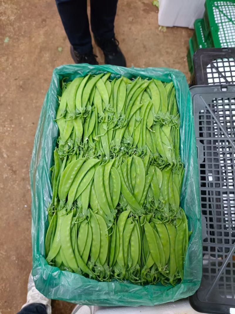 云南精品夹豆