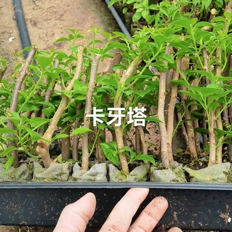 100多个三角梅品种苗