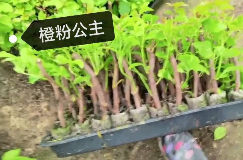 100多个三角梅品种苗