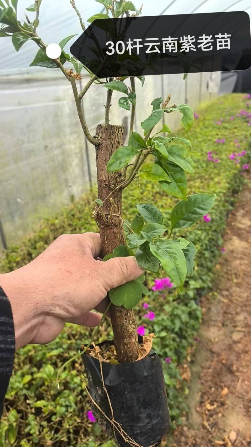 100多个三角梅品种苗