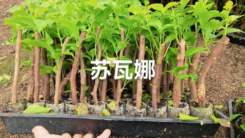 100多个三角梅品种苗