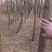 胶南100亩约50000株各类绿化树打包