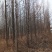 胶南100亩约50000株各类绿化树打包