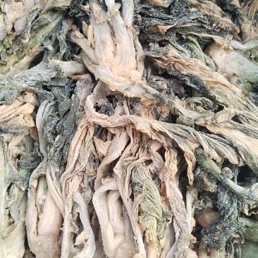 精品青梅菜，梅菜干产地直发一手货源量大从优全国代发