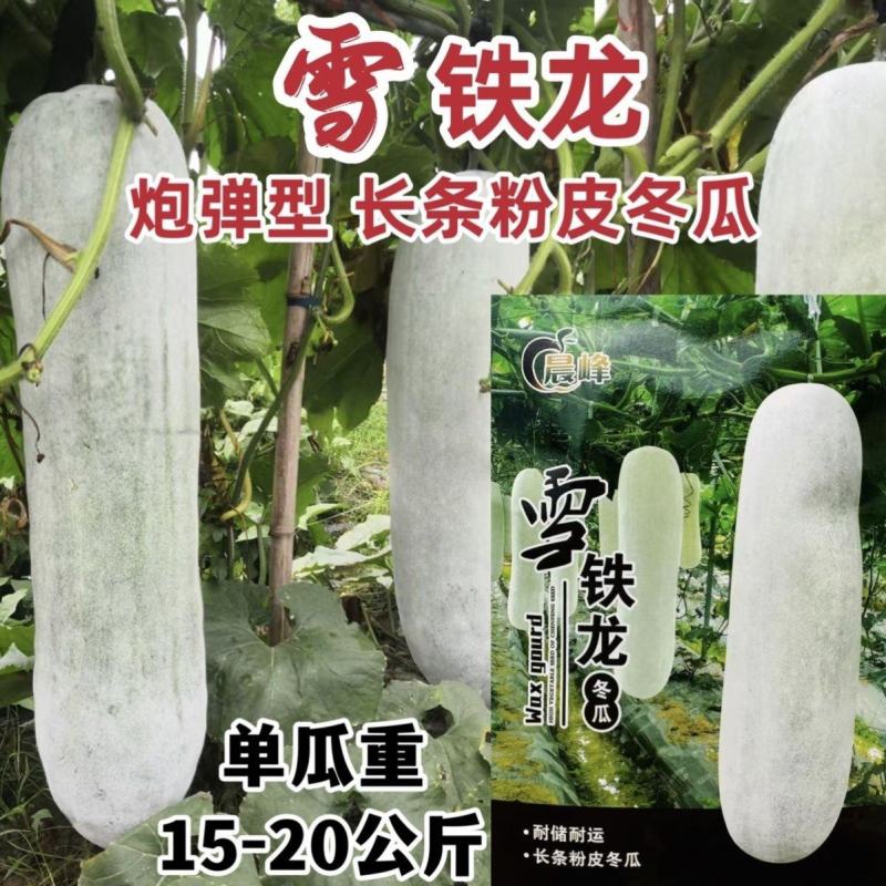 晨峰雪铁龙冬瓜种子大粉皮冬瓜种子新一代中熟长条炮弹形大