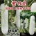 晨峰雪铁龙冬瓜种子大粉皮冬瓜种子新一代中熟长条炮弹形大