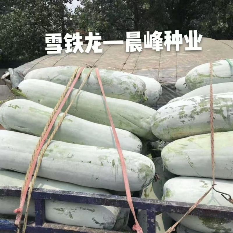 晨峰雪铁龙冬瓜种子大粉皮冬瓜种子新一代中熟长条炮弹形大