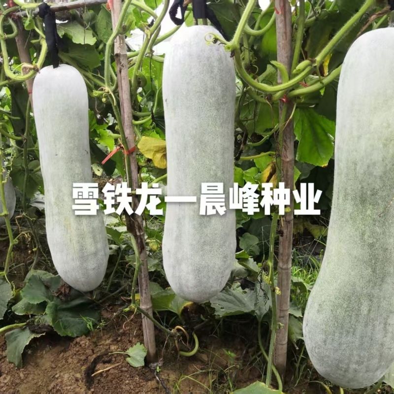 晨峰雪铁龙冬瓜种子大粉皮冬瓜种子新一代中熟长条炮弹形大