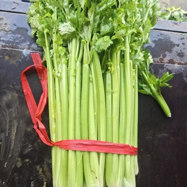 皇后芹菜大量供应产地批发诚信经营欢迎老板来电洽谈