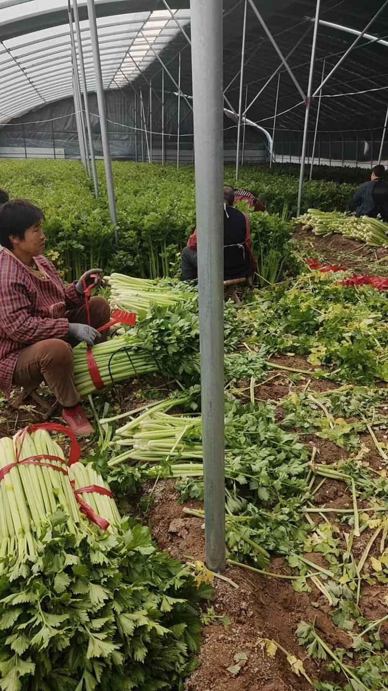 皇后芹菜大量供应产地批发诚信经营欢迎老板来电洽谈