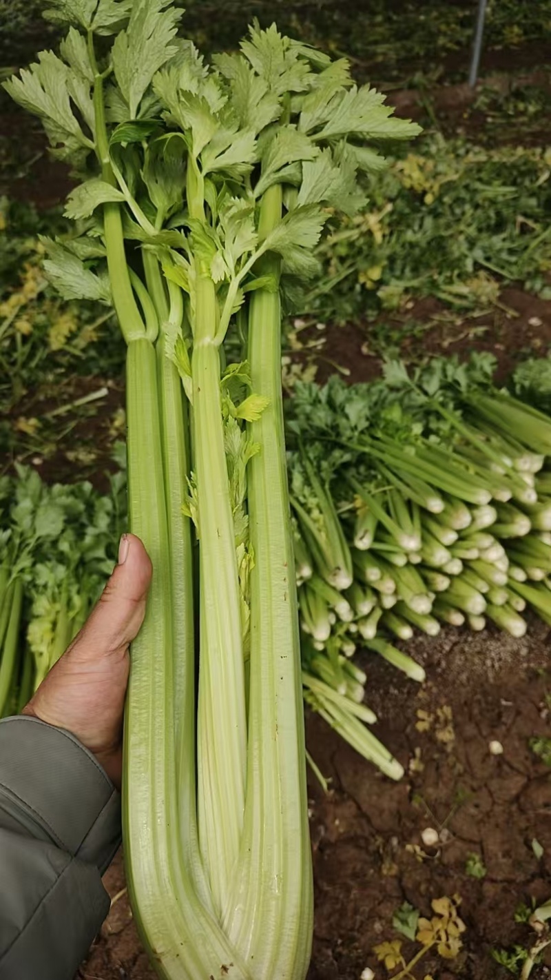 皇后芹菜大量供应产地批发诚信经营欢迎老板来电洽谈