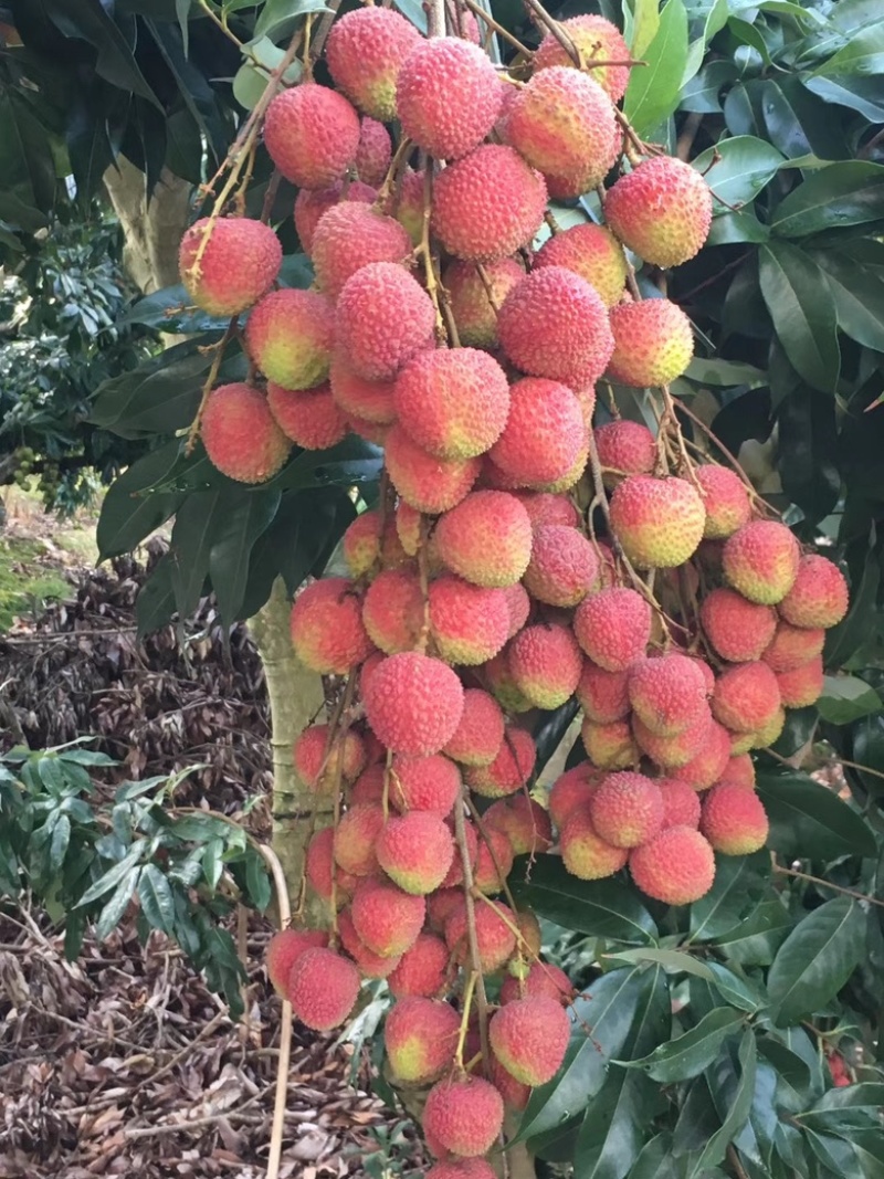 妃子笑荔枝