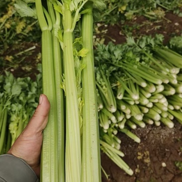 陕西芹菜大量供应一手货源精品芹菜欢迎各位老板来电