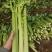 陕西芹菜大量供应一手货源精品芹菜欢迎各位老板来电
