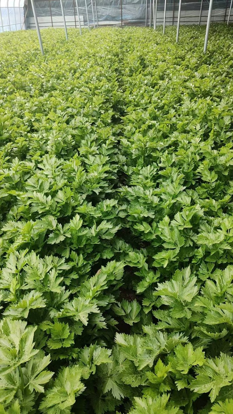 陕西芹菜大量供应一手货源精品芹菜欢迎各位老板来电