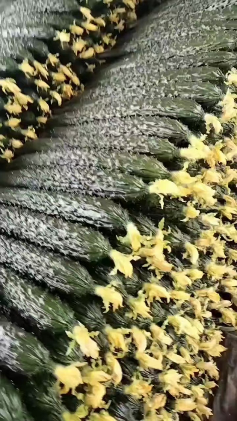 山东精品密刺黄瓜，青瓜，旱黄瓜，水果黄瓜，规格齐全。