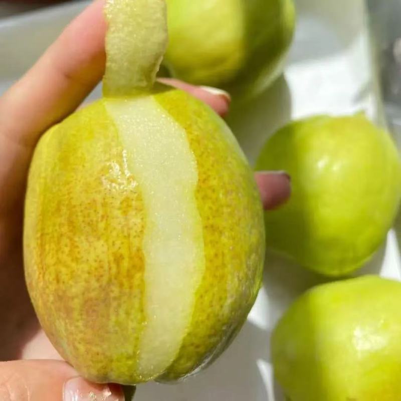 库尔勒香梨