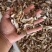 黑皮黑牛牛大力干片85一斤20斤起批