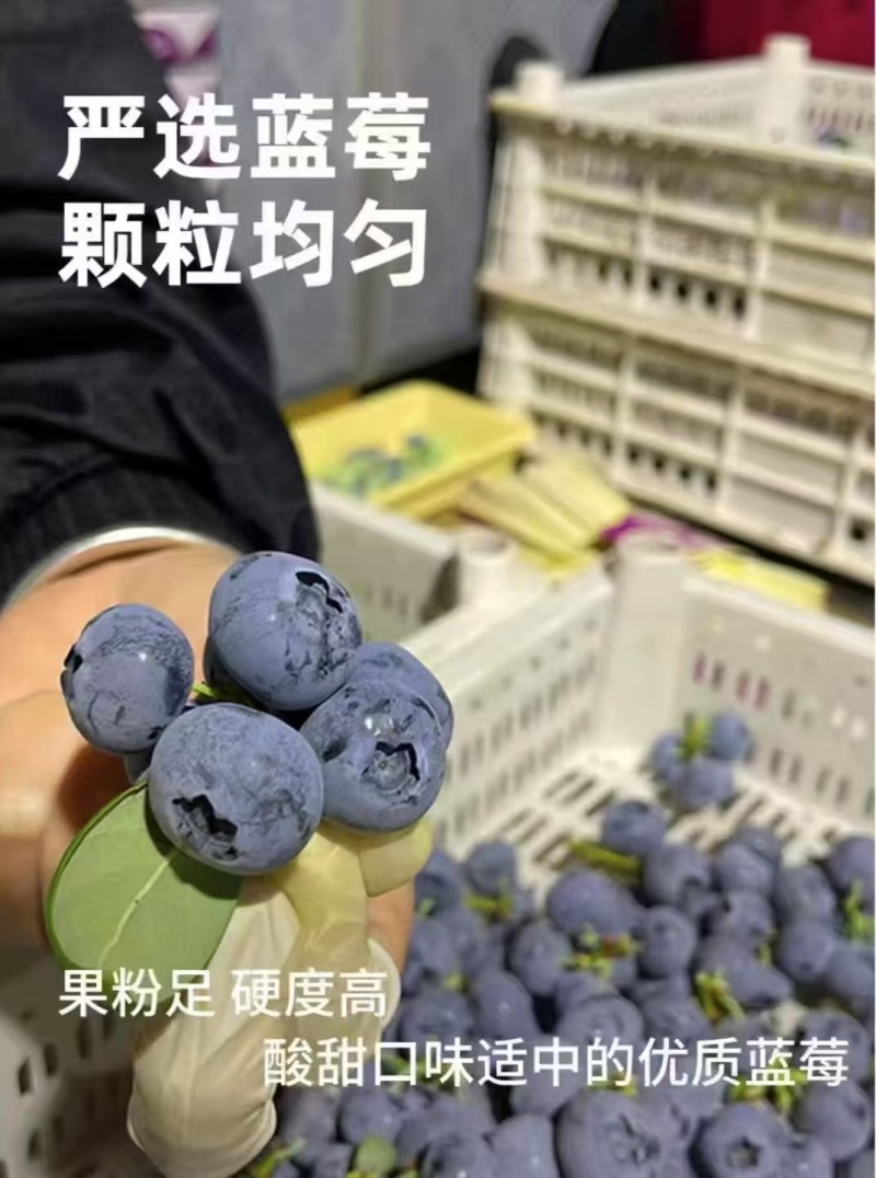 云南高山花香蓝莓，全国发货，一件代