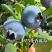 云南高山花香蓝莓，全国发货，一件代