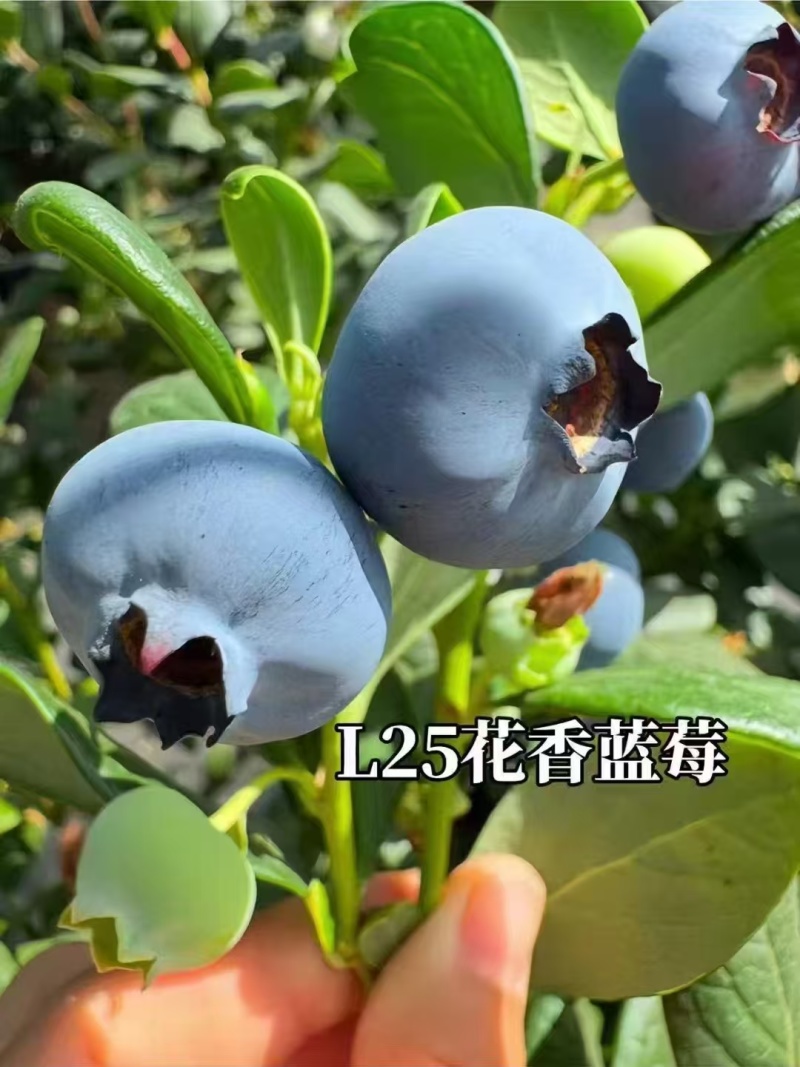 云南高山花香蓝莓，全国发货，一件代