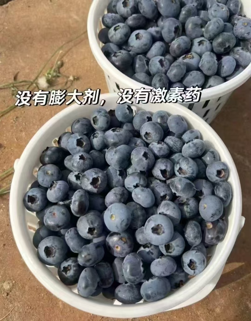云南高山花香蓝莓，全国发货，一件代
