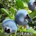 云南高山花香蓝莓，全国发货，一件代