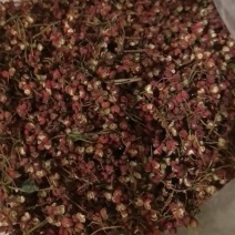 韩城上等货花椒