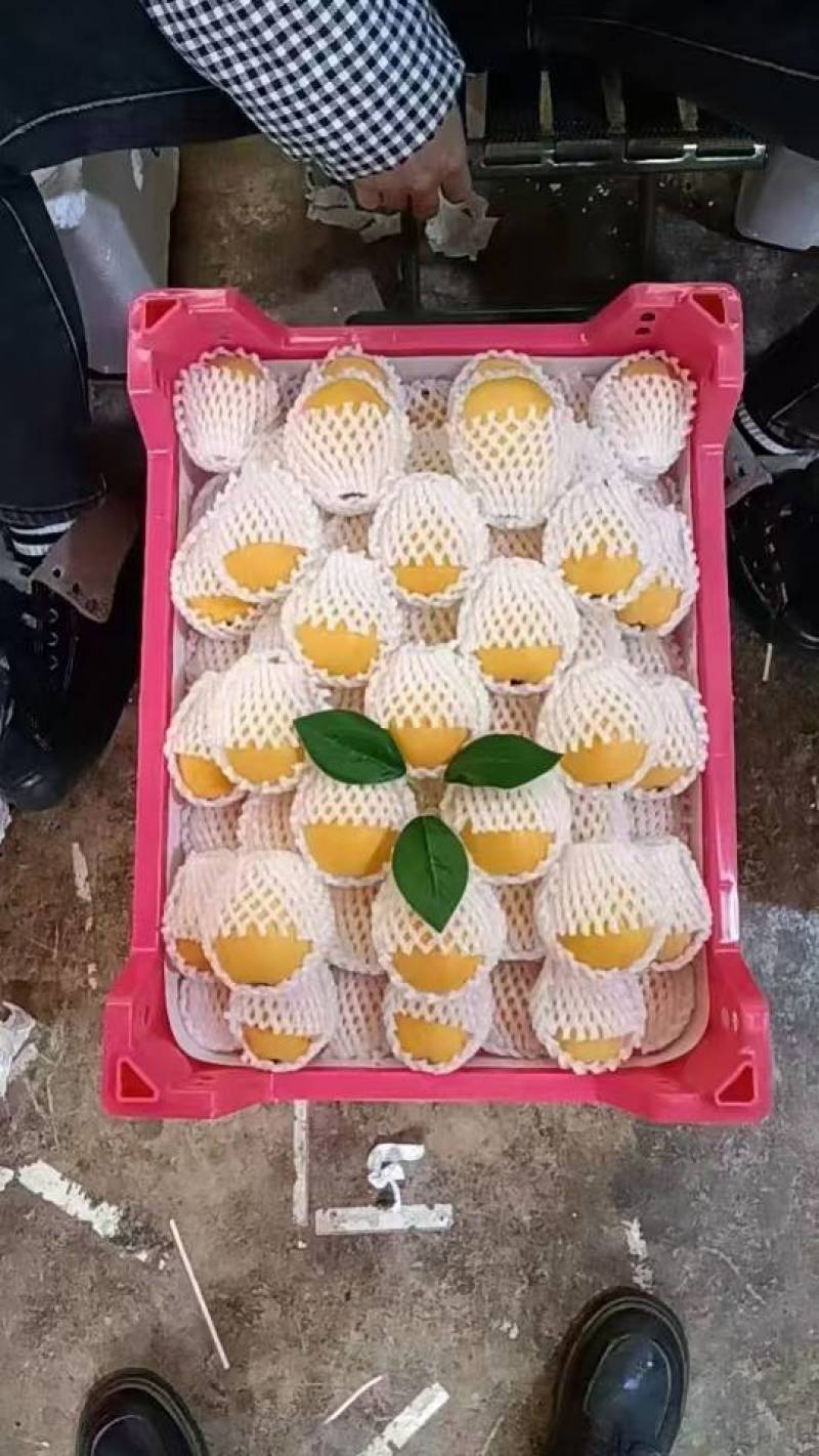 米易枇杷