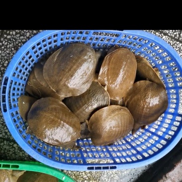 广西本地鱼塘黄甲鱼只卖公甲鱼，有黄甲鱼，青背甲鱼
