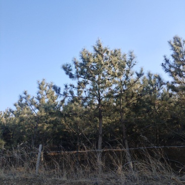 出售四米多黑松