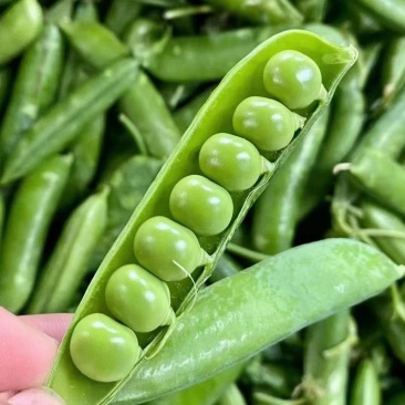 【豌豆】湖北豌豆荚大量上市产地直发对接各大市场电商