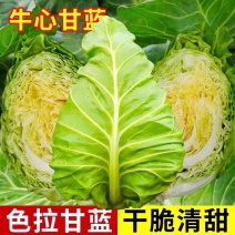 牛心甘蓝产地看货论价保质保量欢迎订购量大从优