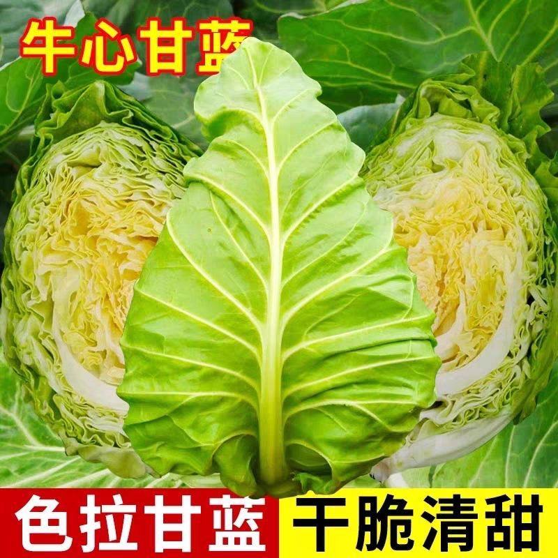 牛心甘蓝产地看货论价保质保量欢迎订购量大从优
