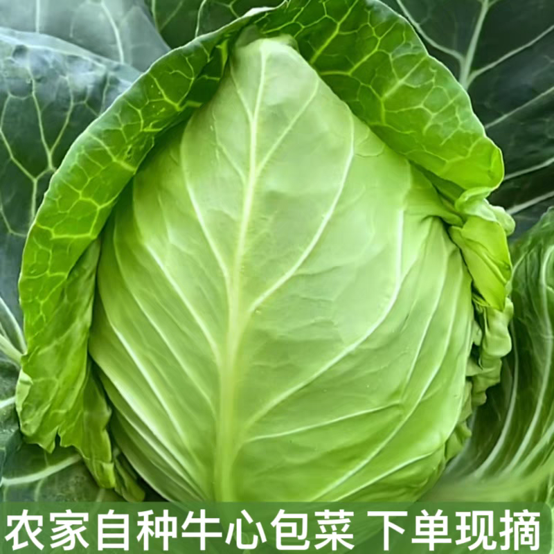 牛心甘蓝产地看货论价保质保量欢迎订购量大从优