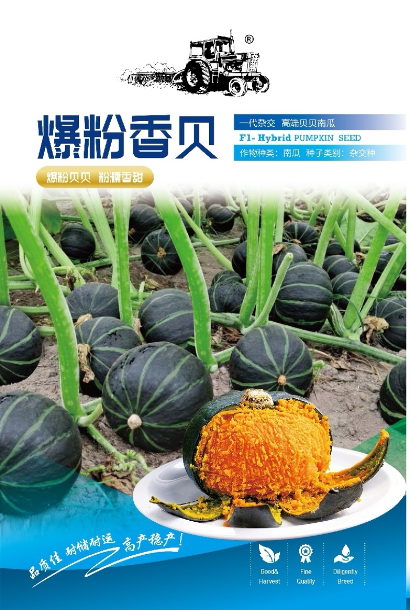 南瓜种子爆粉香贝香甜糯粉贝贝南瓜结瓜多瓜形美观